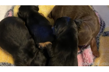 ♀︎ミニチュアピンシャー(ミニピン)